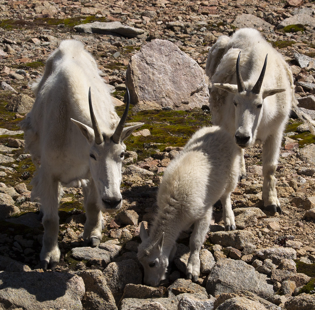 Goat Family at Camp 2