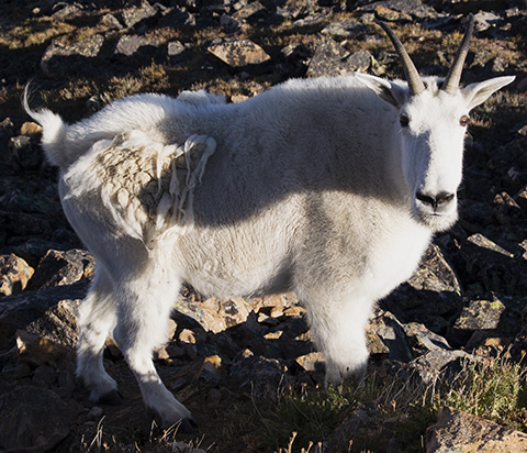 Goat Shedding its Winter Coat at Froze-to-Death Plateau
