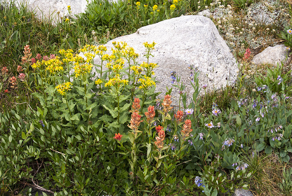 Wildflowers along the Trail
