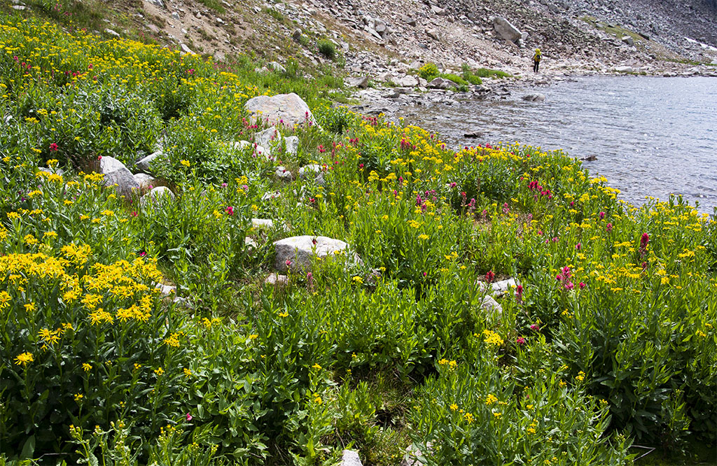 Field of Wildflowers along the Trail