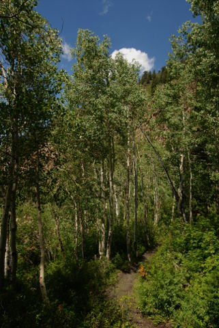 Aspens along the Trail on the Way down from Lake Blanche