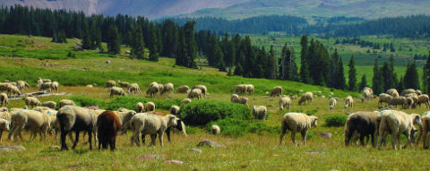 Sheep Herd in the Valley