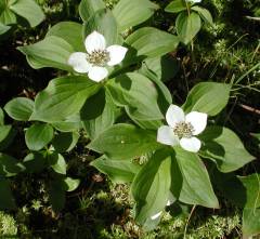Ground Dogwood, Bunchberry, Cornus Canadensis