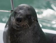 DSC 2017  Sea Lion on Board for Handouts