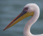 DSC 2088  Pelican Portrait, Walvis Bay