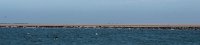 DSC 2188  Sea Lion Colony, Walvis Bay