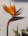 DSC 2456  Bird of Paradise, Swakopmund