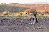 DSC 2654  Antelope, Namib-Naukluft Park