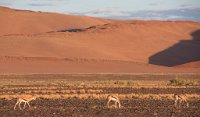 DSC 2683  Impala Grazing, Namib-Naukluft Park