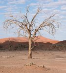 DSC 2743  Dead Tree, Namib-Naukluft Park