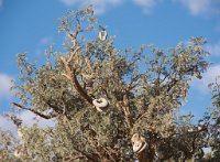 DSC 2751  Seed Pods on Tree, Namib-Naukluft Park