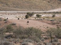 DSC 2959  Troop of Baboons on the Way to Windhoek