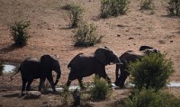 DSC 3025  Elephant Greeting Committee, Victoria Falls Safari Lodge
