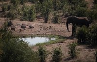 DSC 3042  Elephant and Warthogs, Victoria Falls Safari Lodge
