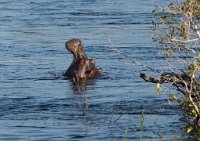 DSC 3122  Hippo Threat Motion in the Zambezi River