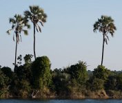 DSC 3175  Palms on the Shoreline of the Zambezi River