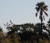 DSC 3219  Vultures in the Trees on the Zambezi River