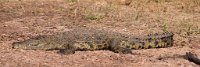 DSC 3565  Crocodile on the Bank of the Chobe River, Botswana