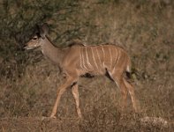 DSC 3587  Kudu, Chobe Park, Botswana