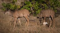 DSC 3593  Kudu Inspecting Cape Buffalo Skull, Chobe Park, Botswana