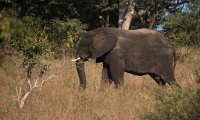 DSC 3637  Elephant in the Grass, Chobe Park