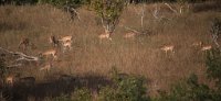 DSC 3645  Herd of Impala, Chobe Park