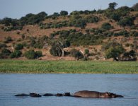 DSC 3673  Hippos and Hills, Chobe River