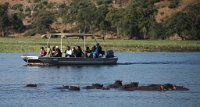 DSC 3685  Hippos Watching Tourists Watching Hippos, Chobe River