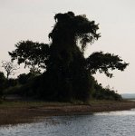DSC 3738  "Puff the Magic Dragon" Tree, Chobe River