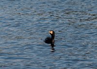 DSC 3742  Cormorant, Chobe River
