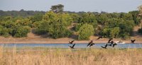 DSC 3765  Whistling Ducks on the Wing, Chobe River