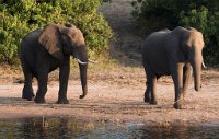 DSC 3825  Elephants at the River