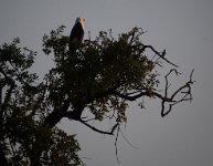DSC 3920  Fish Eagle in Tree, Chobe River