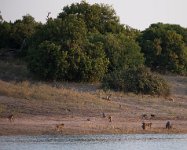 DSC 3958  Troop of Baboons, Chobe River