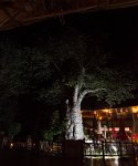 DSC 4053  Baobab Tree in Resort Courtyard, Botswana