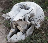 DSC 4086  Elephant Skull, Chobe Park