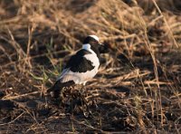 DSC 4095  Wading Bird, Chobe Park