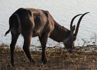 DSC 4109  Water Buck, Chobe Park, Botswana