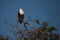 DSC 4137  Fish Eagle Perched High in a Tree