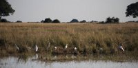 DSC 4162  Egrets, Chobe River