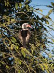 DSC 4167  Hornbill, Chobe Park