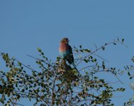 DSC 4173  Colorful Bird, Chobe Park