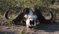 DSC 4184  Cape Buffalo Skull, Chobe Park
