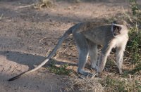 DSC 4204  Vervet Monkey, Chobe Park