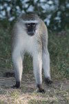 DSC 4213  Vervet Monkey, Chobe Park