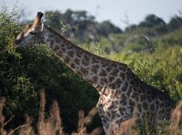DSC 4232  Giraffe, Chobe Park