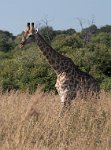 DSC 4246  Giraffe, Chobe Park