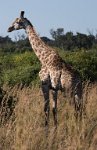 DSC 4263  Giraffe, Chobe Park