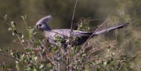DSC 4272  Tufted Bird, Chobe Park