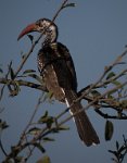 DSC 4274  Hornbill, Chobe Park